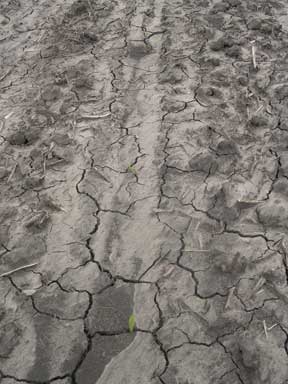 Soil crust on conventionally tilled field after heavy rain. (Mark Licht)